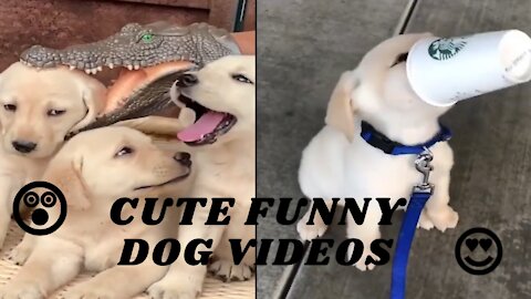 Cute and Funny dog videos.