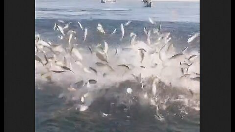 Man Fishing Gets The Surprise of His Life - HaloRock