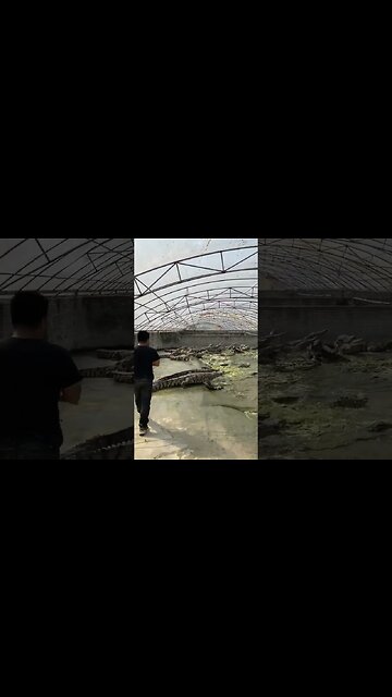 They must be vegetarians 🤣 #crocodile