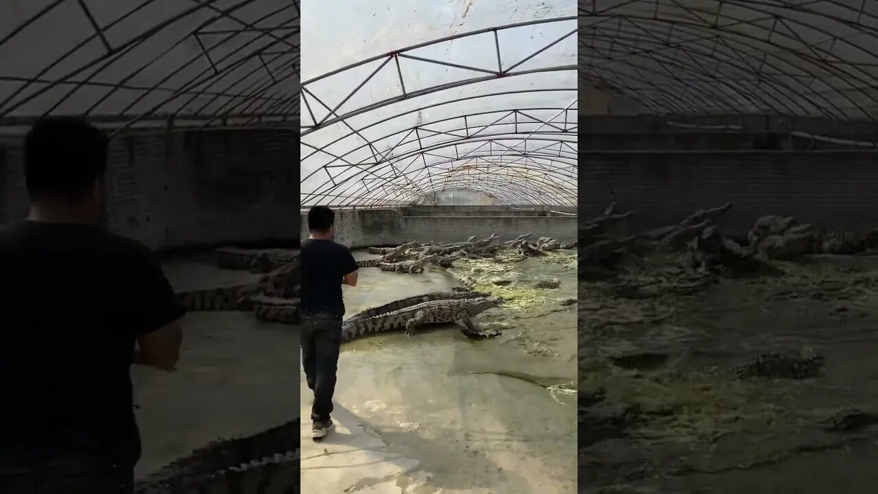 They must be vegetarians 🤣 #crocodile