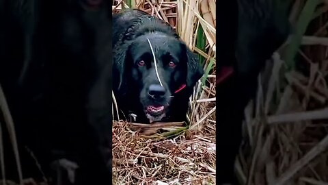 Bootsie girl gettin those coastal birds for us!! #duckhunting #publicland #shorts #southgeorgia