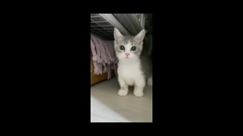Cute cat playing hide and seek