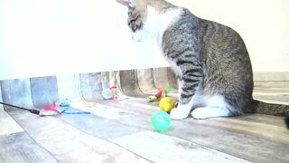 Kitten Plays Again