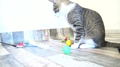 Kitten Plays Again
