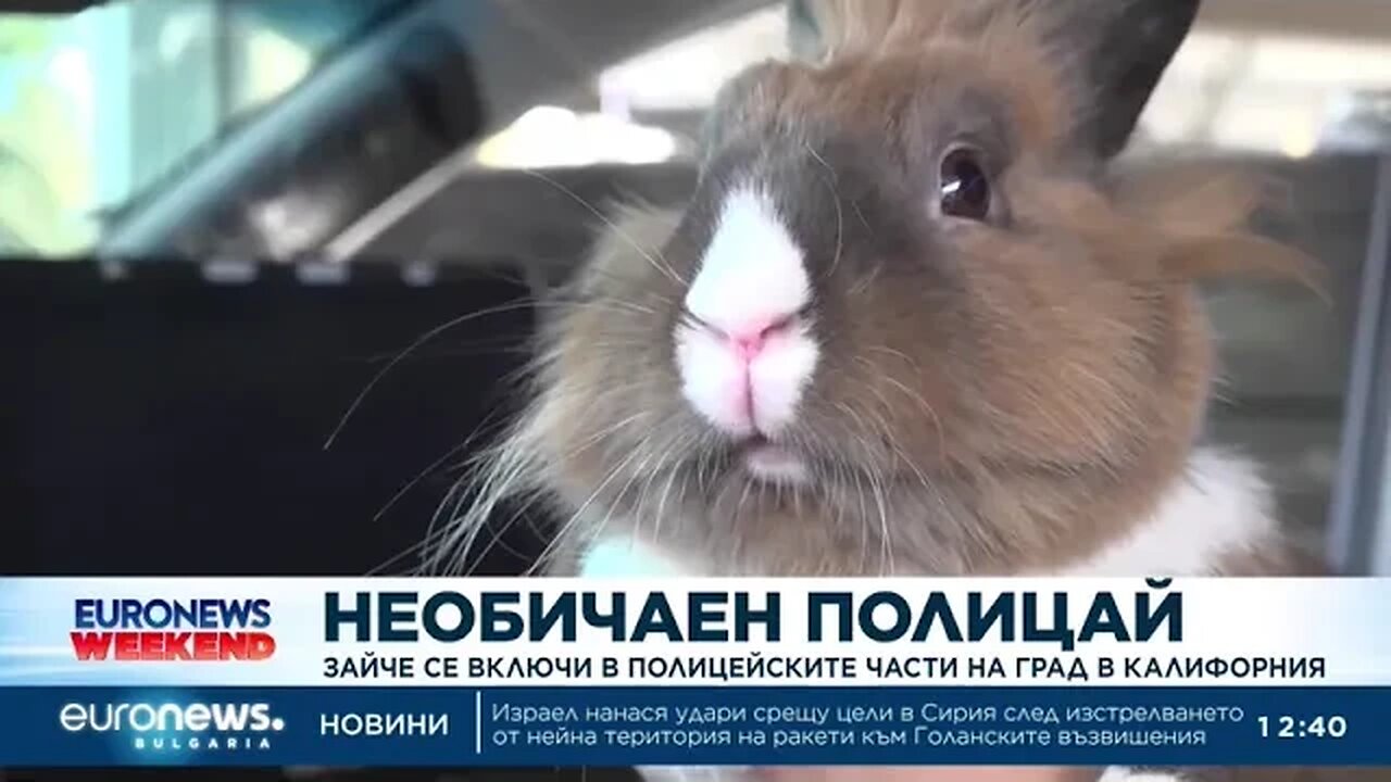 Зайче се включи в полицейските части на град в Калифорния