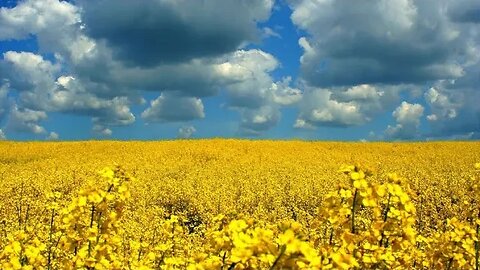 ПРИРОДА УКРАЇНИ NATURE OF UKRAINE WITH RELAX MUSIC MIX