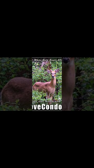 Magnetic Earth Angelics of the Code 144