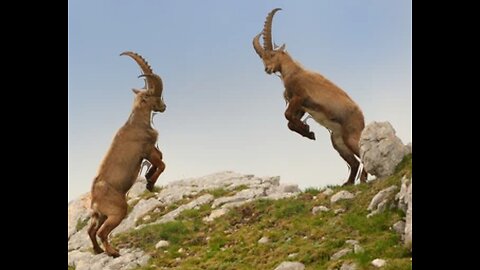 goat funny #Shorts