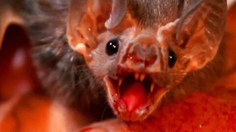 Wild Vampire Bats Are Now Feeding on HUMAN Blood!