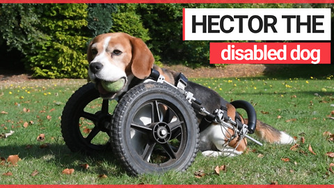 Disabled dog born with three legs is given wheel chair