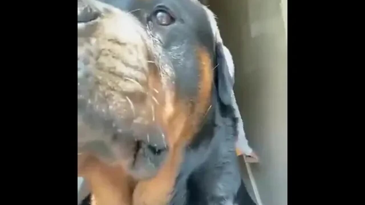 TRYING TO MAKE VIDEO... #shorts #dog #tiktok