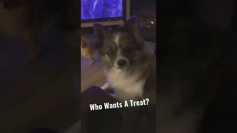 Who Wants A Treat? #Pomeranian #Puppy #Treats