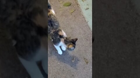 A Mouse's Nightmare