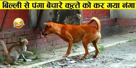 CAT AND DOG FIGHTING VIDEO