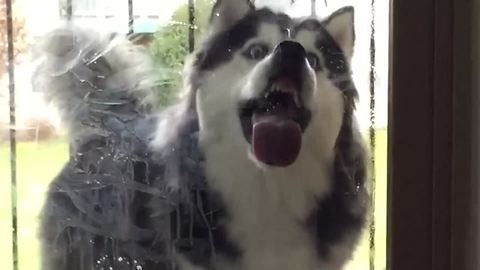 AMAZING Huskies and Puppies