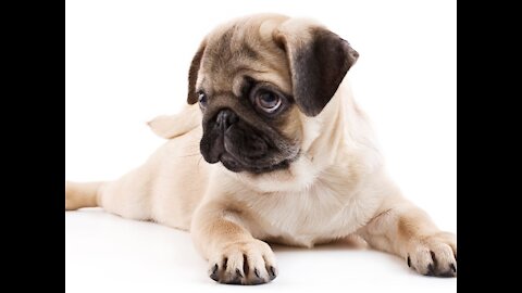 Dogs being funny smart and cute compilation