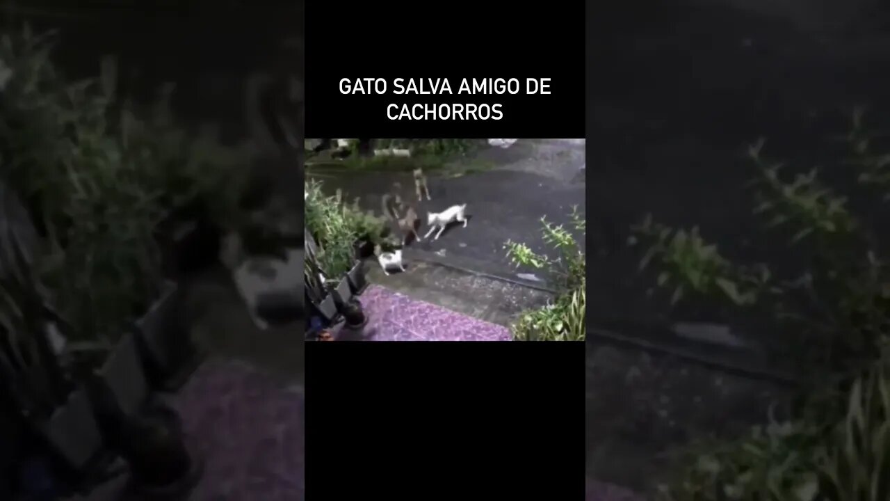 ISSO QUE É AMIGO 😻#shortsvideo #planetaanimalshorts #eulovegatos