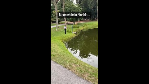 Meanwhile in Florida #Alligators