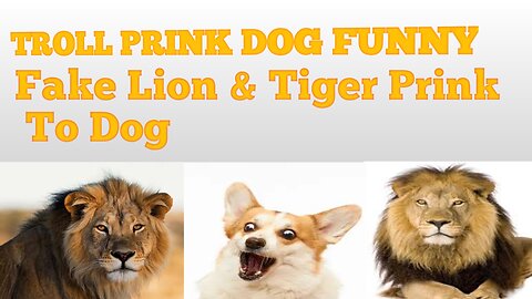 Troll Prink Dog Funny & Fake Lion And Fake Tiger Prink to Dog and Huge box Prink To Dog