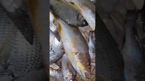 harjina Fishing Pityani Mangroves #shorts #fishing #fishingvideo #shortvideo #fishingtips #viral