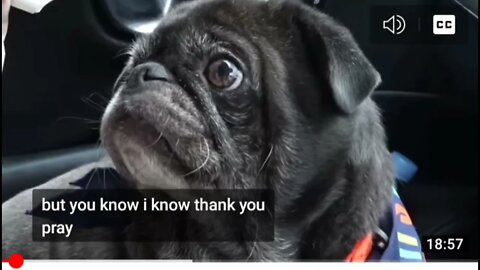 Pewdiepie's dog challenged him & won