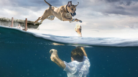 Dog saves a blind man's life