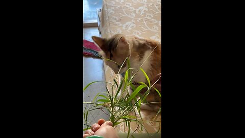 Cat turning vegetarian