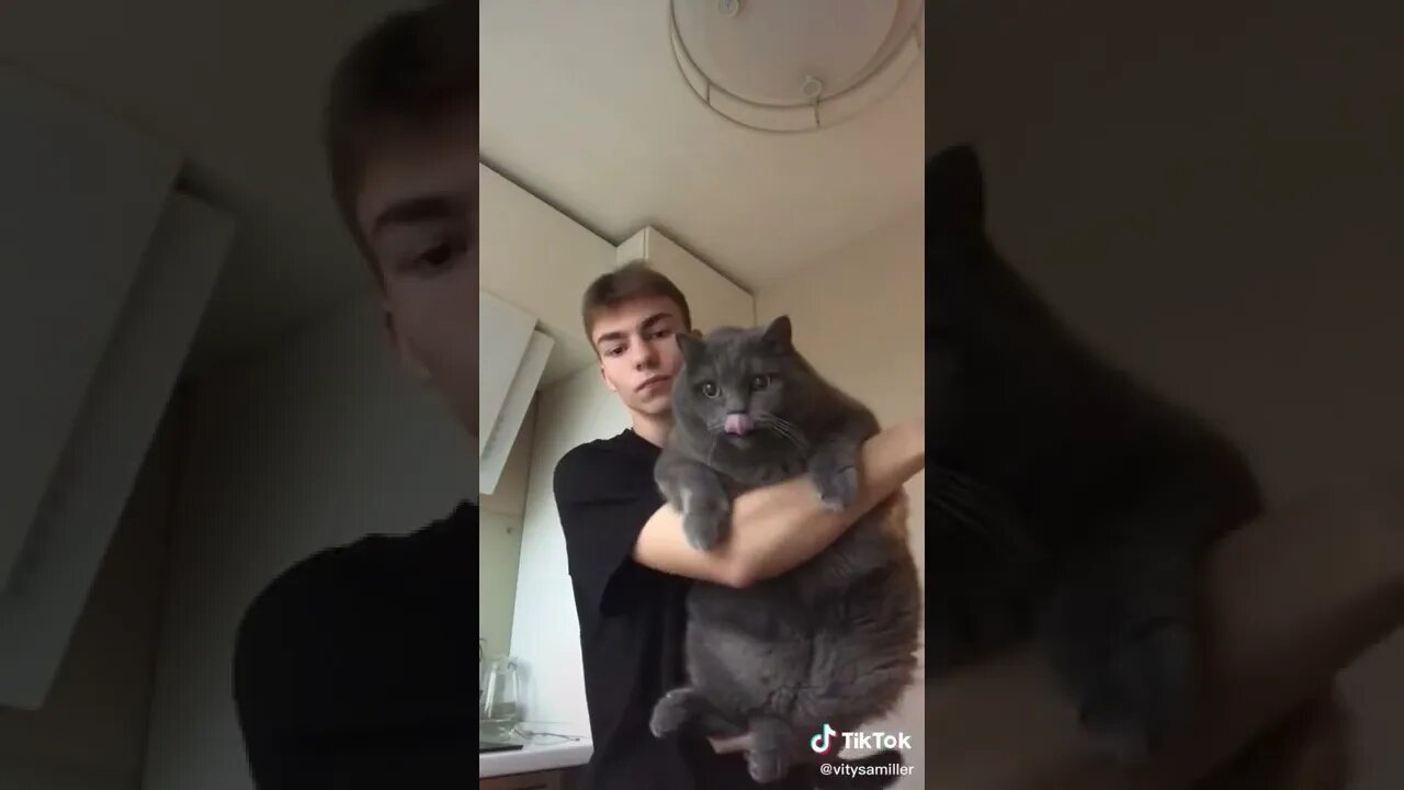 That's One FAT Cat tiktok vitysamiller