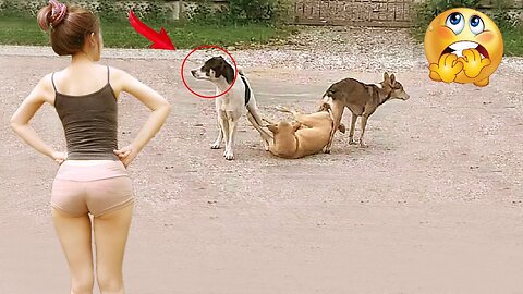 Funniest Videos 2023 😂 Funny Cats 🐱 and Dogs 🐶 #15