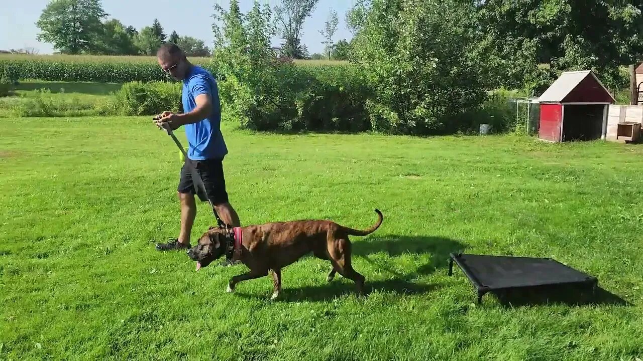 human aggressive pitbull/boxer lesson 1#rescue#dogtraining#agressive