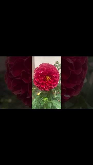 Beautiful red London flower-perfection in creation