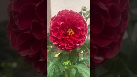 Beautiful red London flower-perfection in creation