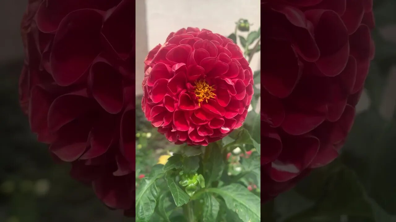 Beautiful red London flower-perfection in creation