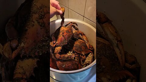 Mega Jumbo Blue Crab Ready to EAT!! #bluecrab #NYC