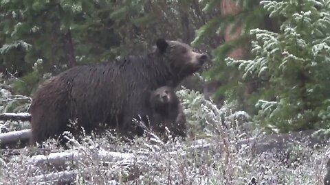 THE BEST MOMMA GRIZZ AND CUB FOOTAGE! SO CUTE!