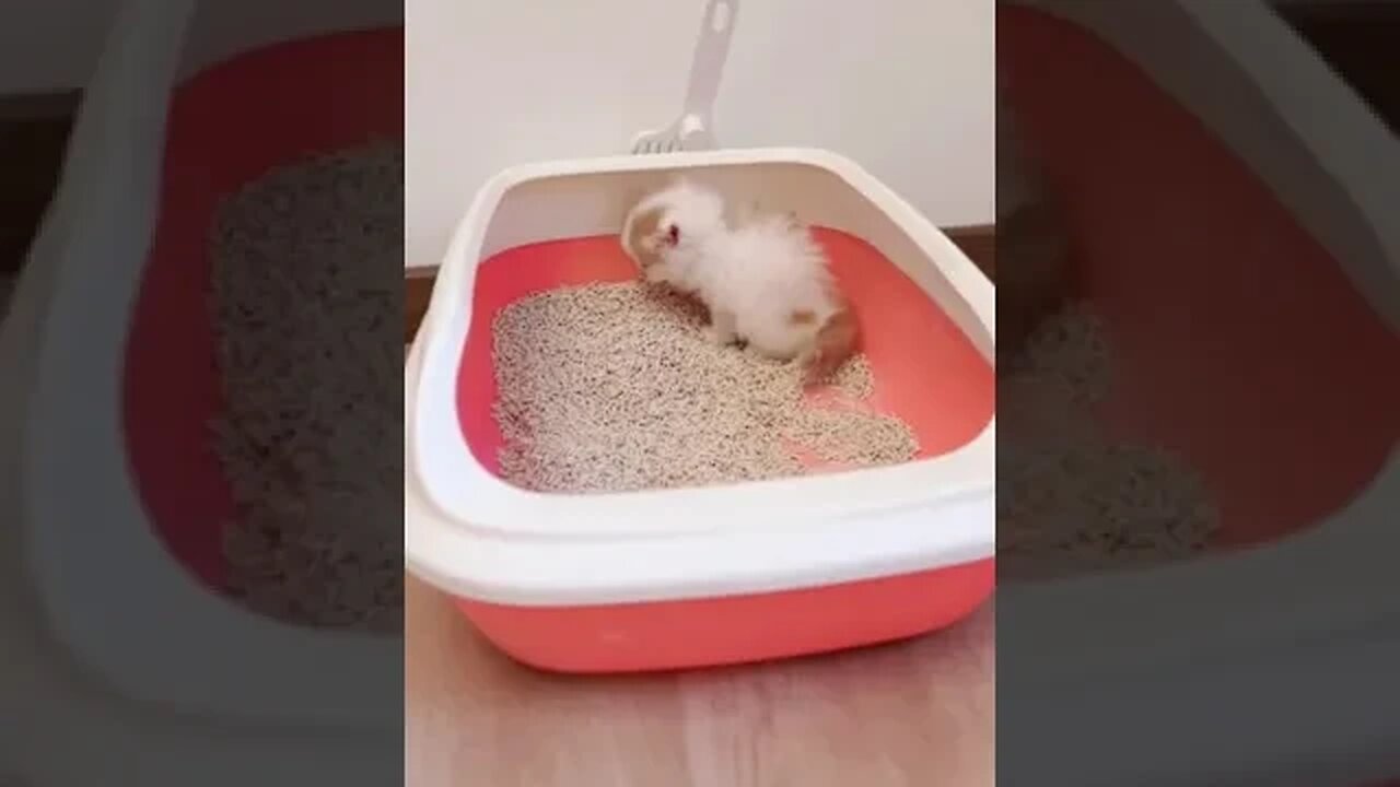 PLAYING CAT VIDEO MEAWWW