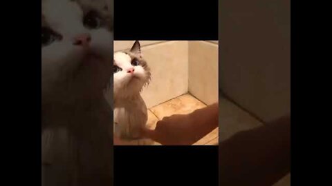 A Cat That Likes Baths