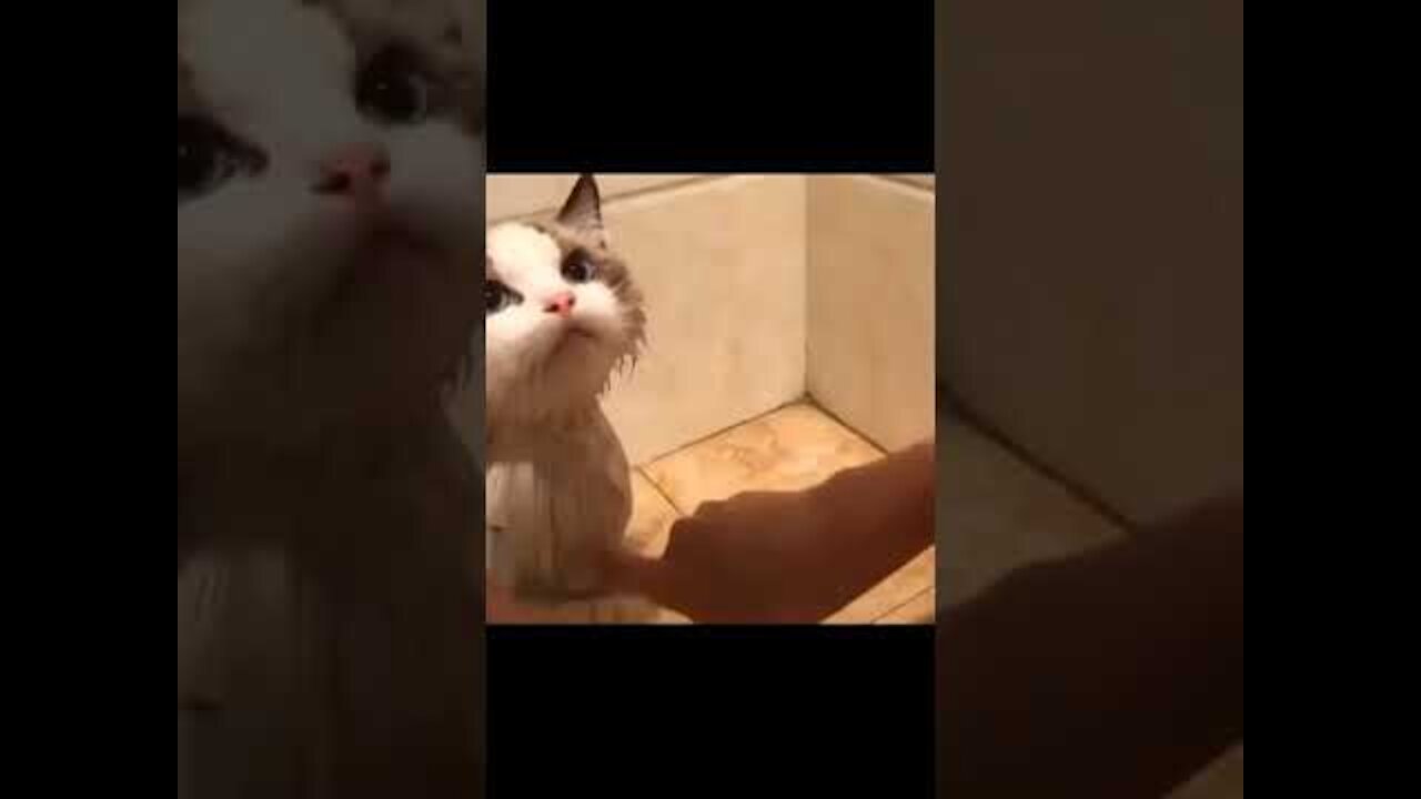 A Cat That Likes Baths