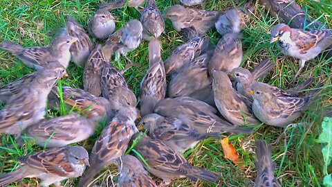 Grass, Roots and Another House Sparrow Treasure Hunt... Interrupted