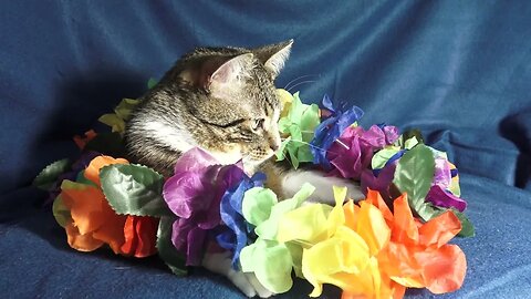 Curious Cat Plays with a Lei