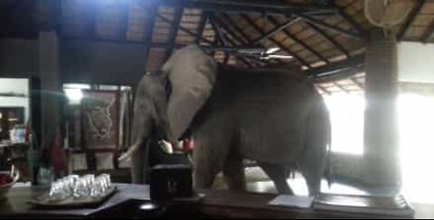 Elefanter invaderer hotellresepsjon i Zambia!