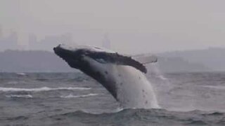Baleia bebé surpreende barco turístico na Austrália