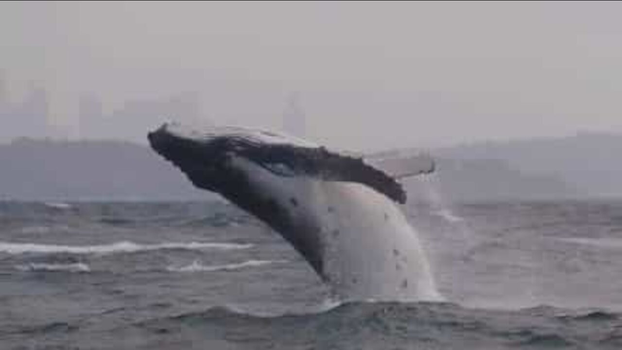 Baleia bebé surpreende barco turístico na Austrália