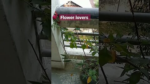 a sweet flower. flowers lovers