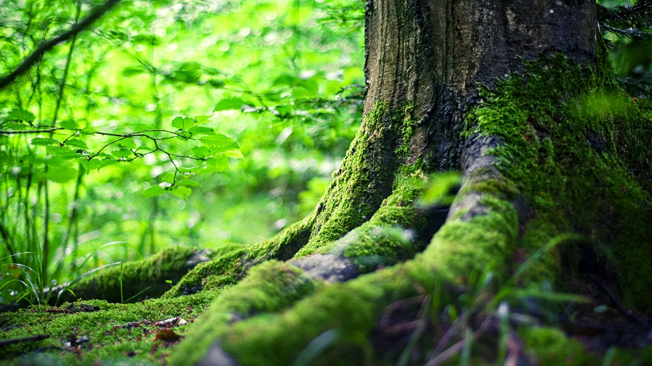 Calm the mind of beautiful forest scenery and beautiful music |