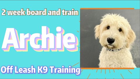 Archie the 5 month old australian labradoodles 2 week board and train