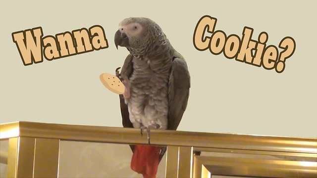 Einstein the Parrot wants a cookie