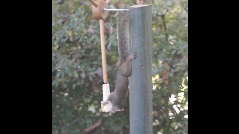 RJ Squirrel likes his corn