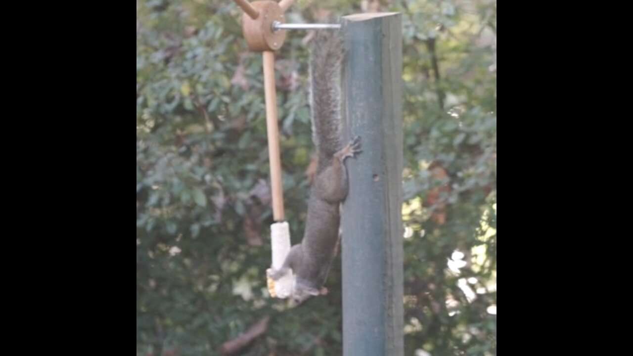 RJ Squirrel likes his corn