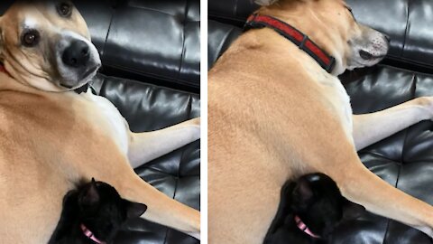 Big dog thinks he’s tiny rescue kitten’s mom. Watch adorable video